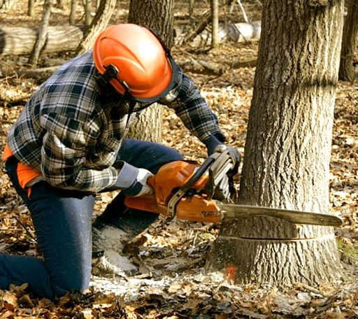 Tree Removal in Glen Allan, MS